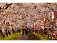 春櫻緣結～花見日本山陰山陽　感受和風季節情懷