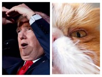 療癒？川普推特追蹤「貓咪粉絲團」　被發現後尷尬「退粉」