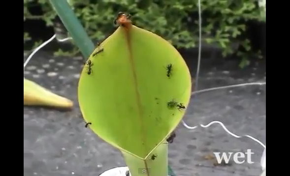 「太阳瓶子草」狡猾吃虫 滑腻瓶口让蚂蚁失足