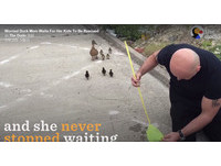 過水溝蓋孩子全掉下去！鴨媽媽踱步焦急..好心人幫撈起