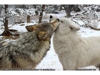 孤獨中的一匹狼！　「牠」結束流浪找到真愛