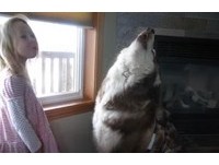 拔拔出門沒帶牠..雪橇犬望窗外和小主「狼嚎抗議」超萌