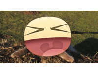 擁有天生華麗的15公分鬃毛！　沙皮狗長得活像「公獅」