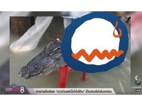 泰國10鱷魚趁水災落跑　村民槍殺、扒皮再切四肢分食