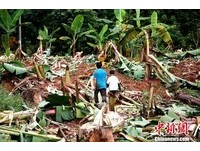 雲南野象群「掃蕩」農村 吃光百畝農地、摧毀萬株香蕉