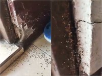 起雞皮!萬隻螞蟻「黑色大軍」搬蛋跑 預告大雨、地震?