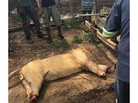 南非爆分「獅」案！因巫術需要　3獅遭割去首級和四肢