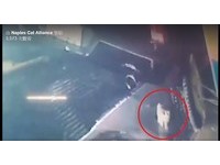 自動洗車前進中！底盤掉出貓　牠無力躺泡沫..員工飛奔救