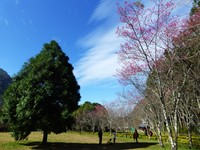 春節要去哪？　奧萬大山櫻花、八重櫻接力浪漫登場