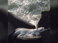 海鷗公園垂釣...消波塊現「白鰭海怪」　資深釣客排除法解惑