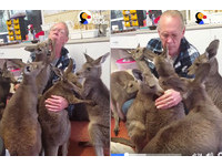 流浪小袋鼠獲救！搶著對救命恩人「又親又抱」超暖心