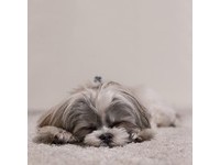 狗狗為什麼可以一秒醒來？　汪星人「4種睡姿」看熟睡程度