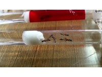 淘寶買1115隻「外來種螞蟻」當寵物　已賣10窩恐釀生態危機