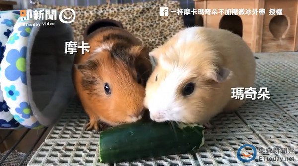 天竺鼠「摩卡」逆袭抢食黄瓜 妹囧脸:不是要一起吃?