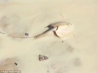 一顆卵可保存7年　澳洲洲史前動物「盾蝦」神似異形！