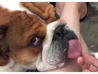 睡覺露出半截舌頭...英鬥被吵醒　大翻白眼：玩夠了吧