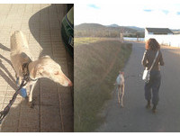 斷腿狗兒靈性引領　獸醫好奇跟蹤3公里...喜見最暖畫面