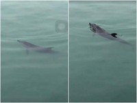 「迷途小海豚」游進枋寮漁港！村民圍觀喊快逃　救回大海