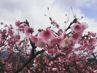 粉紅魅力悄然綻放！陽明山平菁街櫻花已盛開7成