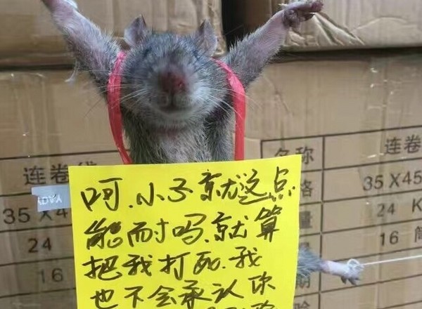 到了某家便利商店的仓库,却不小心被逮个正著,四肢都被绑起来成大字型