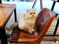 享受喵星人環繞的療癒感！　台北赤峰街貓咪咖啡館　