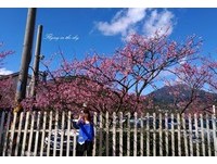 平菁街42巷櫻花盛開　粉色「小雲朵」點綴藍天白雲