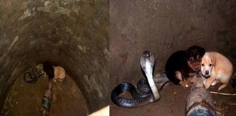 毒蛇也有慈悲心? 眼镜王蛇保护两幼犬长达48小