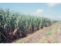 嘉南水利會春季第一次甘蔗雜作灌溉　2/16供灌