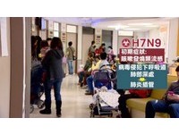 H7N9侵台！致死率達4成...曾有台商在陸感染的死亡病例