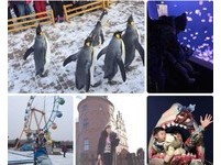 愛愛love／北海道親子旅遊　尼克斯海洋公園企鵝遊行