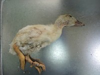 烏龍！花蓮染H5N6死亡幼「鵝」　DNA鑑定為幼鴨
