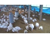 台南也淪陷！3000多隻火雞染禽流感　花蓮鴨運宜蘭確診H5N6