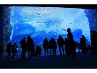 日本東北最大水族館必看5重點　「沙丁魚龍捲風」超震撼