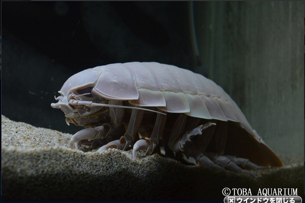 谜样生物!日水族馆「大王具足虫」绝食满5年