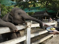 與大象同歡、芭達雅音樂節從早嗨到晚　3月泰國節慶懶人包