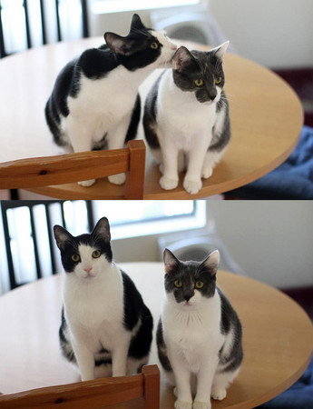 猫<em>哥哥帮妹妹</em>理毛 梳理整齐再拍全身照 | ETtod