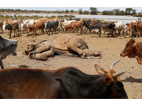 肯亞大旱災270萬人餓　武裝牧民爭水求生「槍殺6頭象」