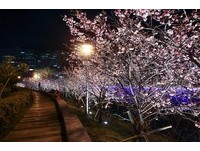 絕美櫻花海就在巷口　台北內湖的「免費夜櫻新秘境」