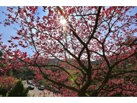 新烏路上「花園新城」櫻花已滿開！徜徉紅粉交織的浪漫