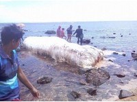 「巨型白毛」橫屍海灘　菲律賓地震後驚現神秘Trunko？