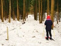 日本冬季限定「雪中漫步」　到小矮人住的童話森林走一遭