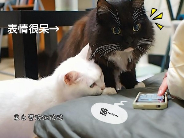 把人话变成猫语? 黑白双猫试玩「人猫交流器」
