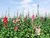 「一丈紅」花海霸氣登場！彰化田中蜀葵花迷宮盛放中