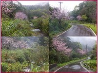 平溪山櫻全面盛開　3月中旬前都是賞花期