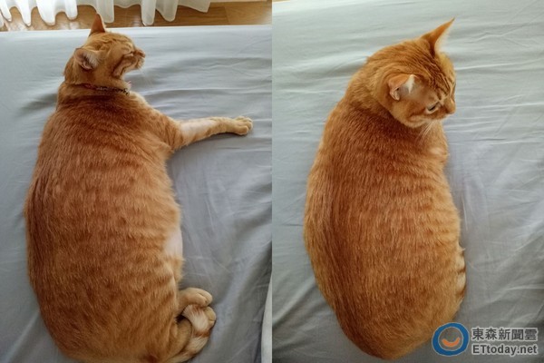 被单鼓起「巨型木乃伊 她床上考古惊见10公斤胖橘猫