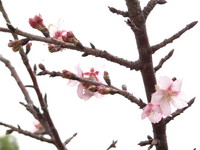 三月初春巴克禮公園櫻花綻放　南市街頭美不勝收
