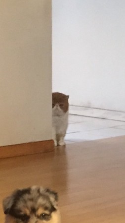 「怨念猫」躲墙角偷窥:哩灾夕啊哩