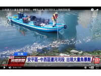 台南運河死魚　李文正：和廢水有關