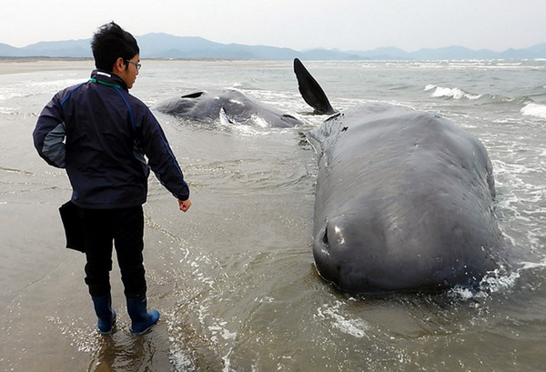 6抹香鲸搁浅鹿儿岛 水族馆:浅滩没反射声音酿祸