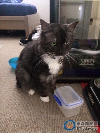白袜黑猫傻傻让主人剃毛.结果惨变「暹罗猫」qq